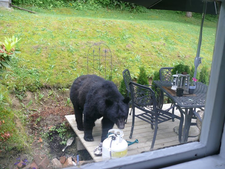 Honkbarn Port Moody Bear