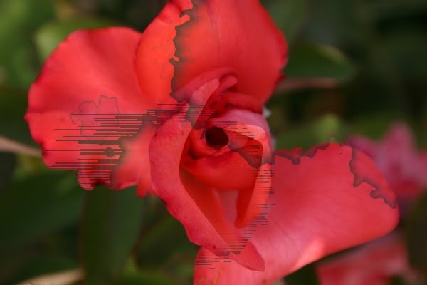 Flor