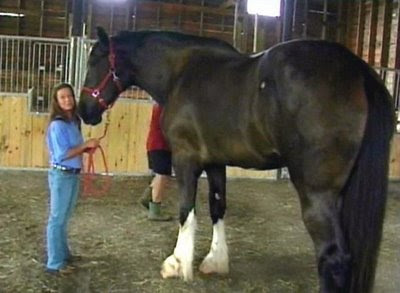 World's Tallest Horse
