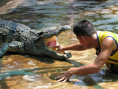 Crocodile stunts