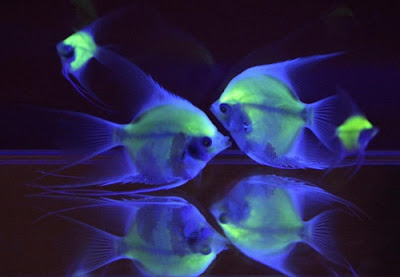 Worlds first fluorescent fish