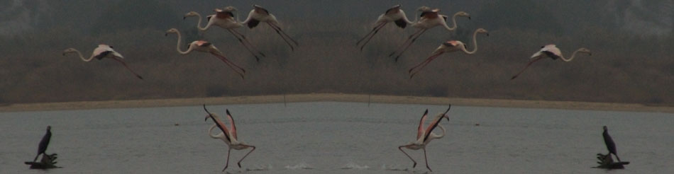 flamingos