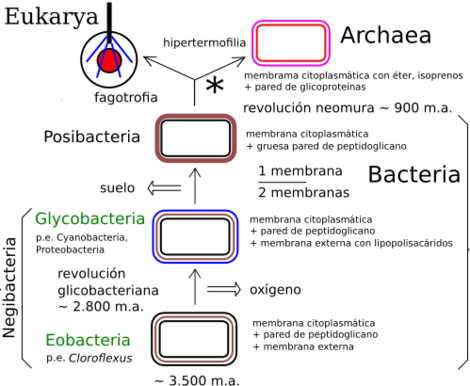 Download Diferencia Entre Bacterias Gram Positivas Y Gram Negativas Pdf Free