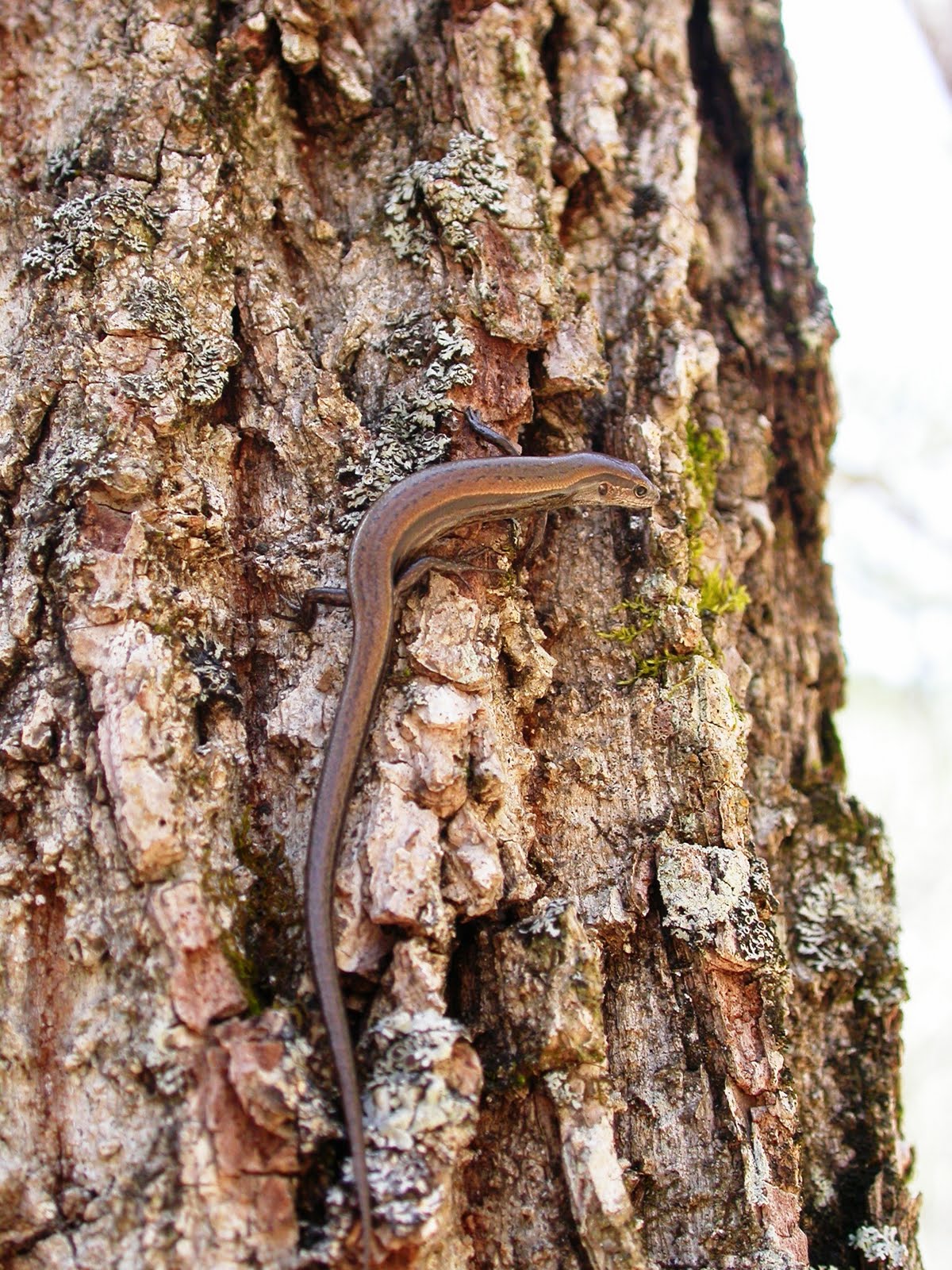 Little Brown Skink
