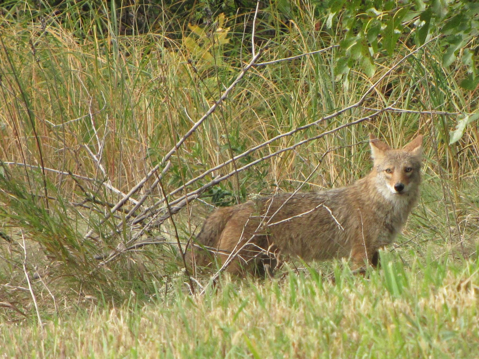 prairie coyote