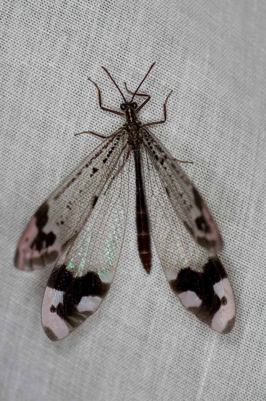Antlion Insect
