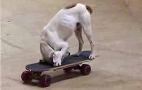 [skateboarding_dog_13.jpg]