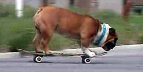 [skateboarding_dog_12.jpg]