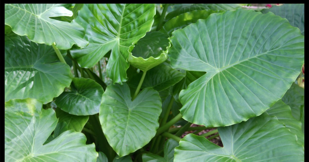 The Rainforest Garden Alocasia &quot;California&quot;
