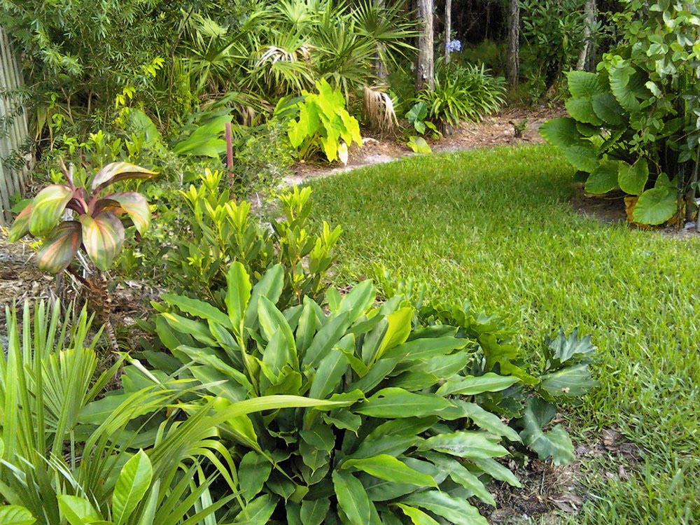 The Evergreens Shade Plants