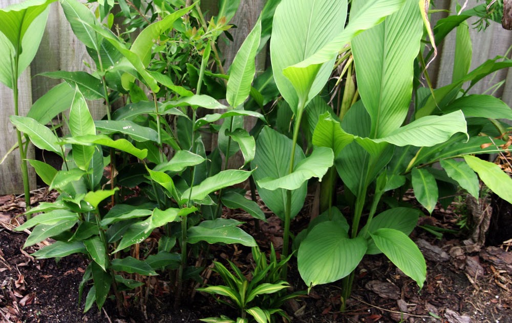 The Rainforest Garden: Great Tropical Tubers to Overwinter!