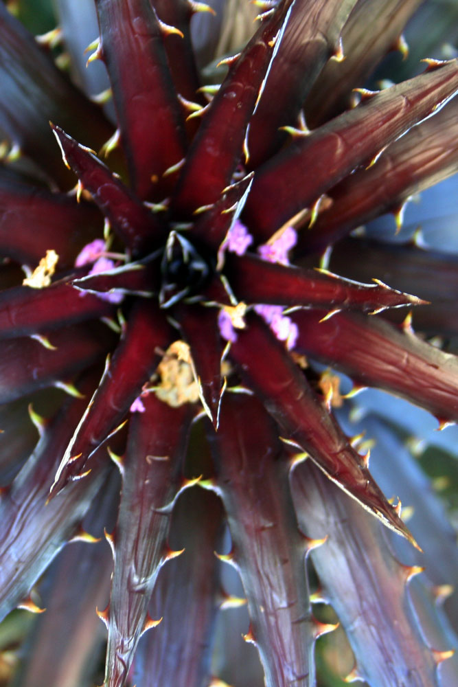 The Rainforest Garden Tropical Plants in Jacksonville