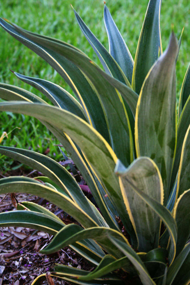 The Rainforest Garden Tropical Plants in Jacksonville