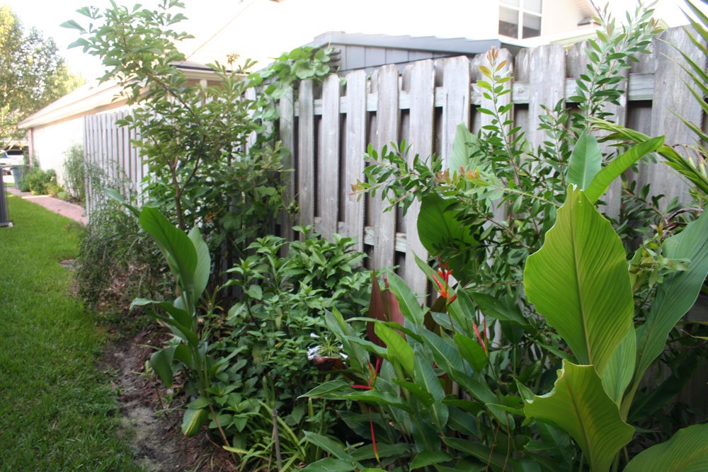 The Rainforest Garden Tropical Plants in Jacksonville