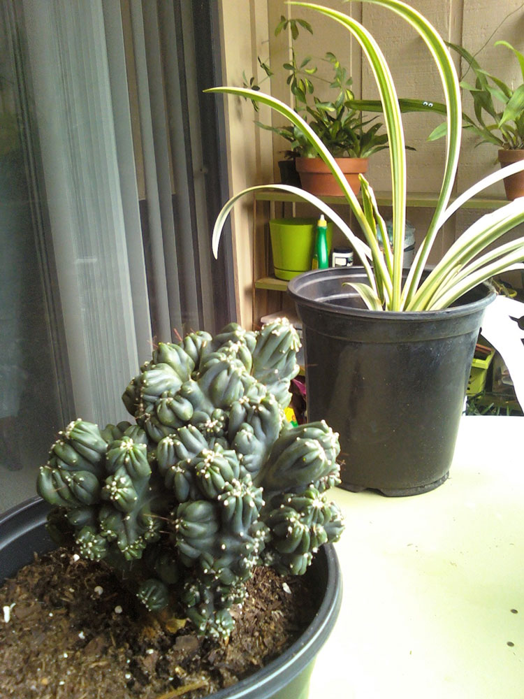 How This Thirsty Succulent Survived Among Exotic Rainforest Giants!