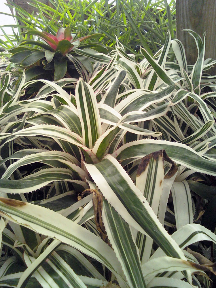 The Rainforest Garden Epiphytic Cactus Nursery!