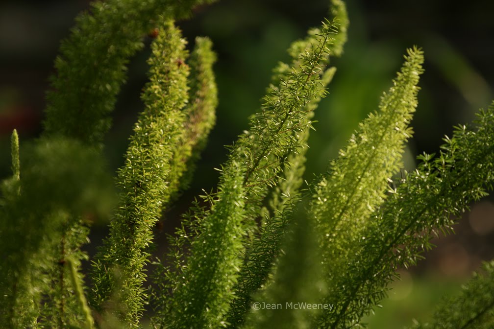 Using Georgia Native Plants Versatile Viburnums