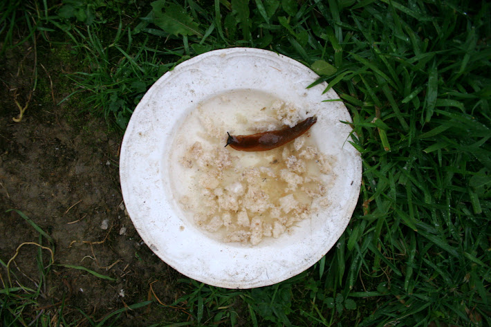snail on white plate outside