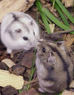 langsung aja yach.. neh yang aku tahu kalau hamster sed