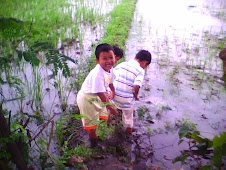 Fikri 4 tahun bermain di sawah