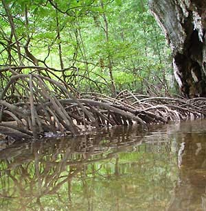 9 Keunggulan Hutan Mangrove Dari Jenis Hutan yang Lain ...