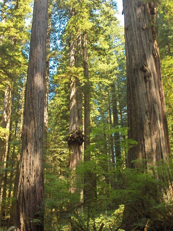 [08+Redwoods+(600x800).jpg]