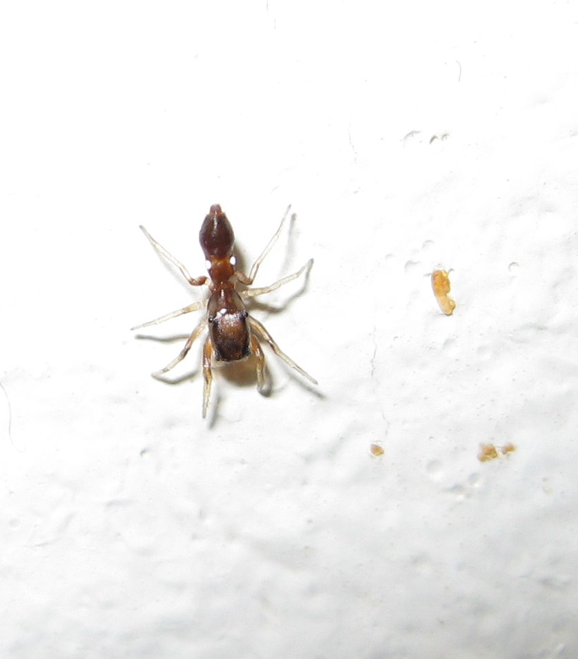 [03+Spider+on+ceiling+Yarnell+AZ.JPG]
