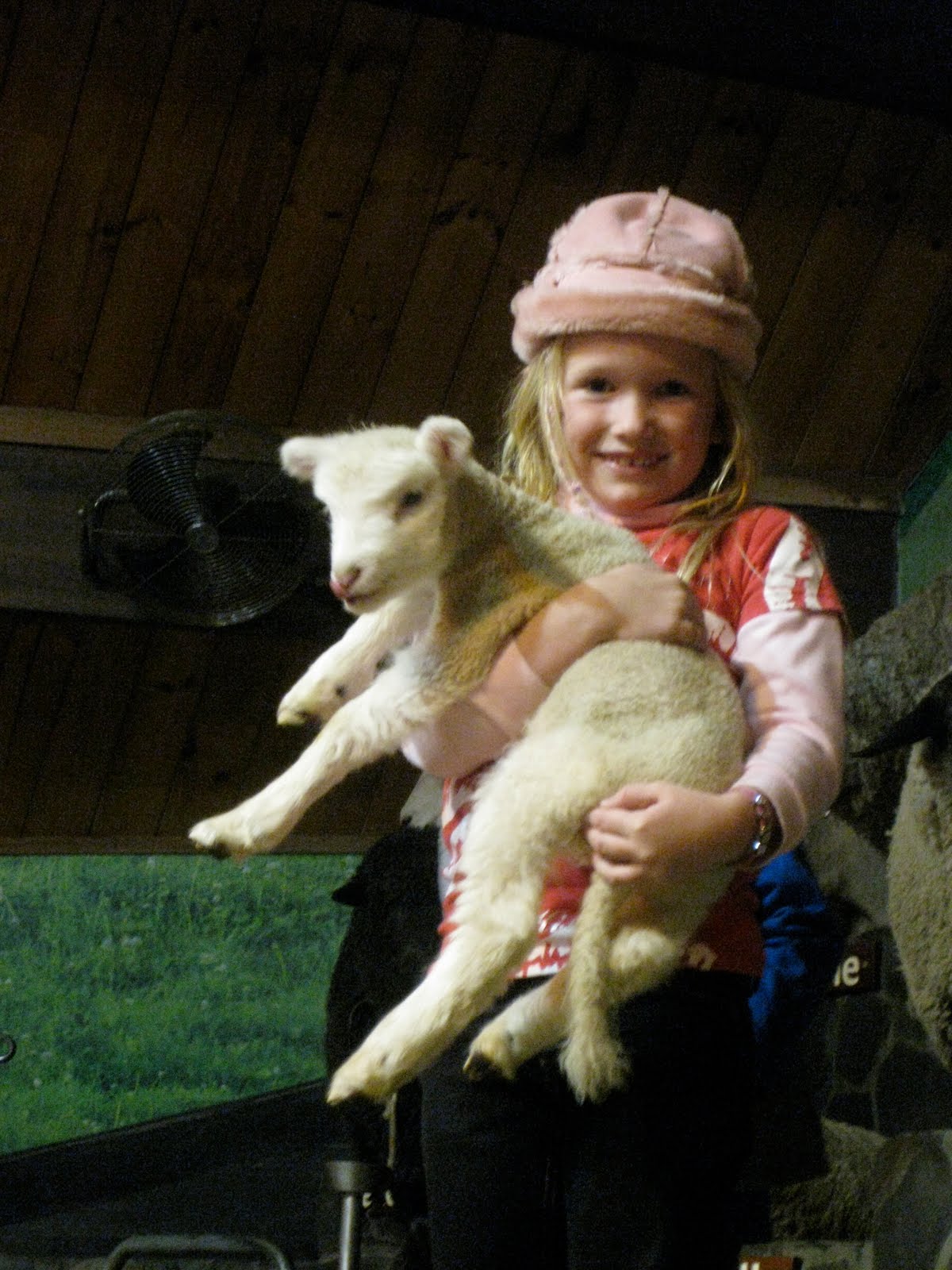 the friendly sheep showing