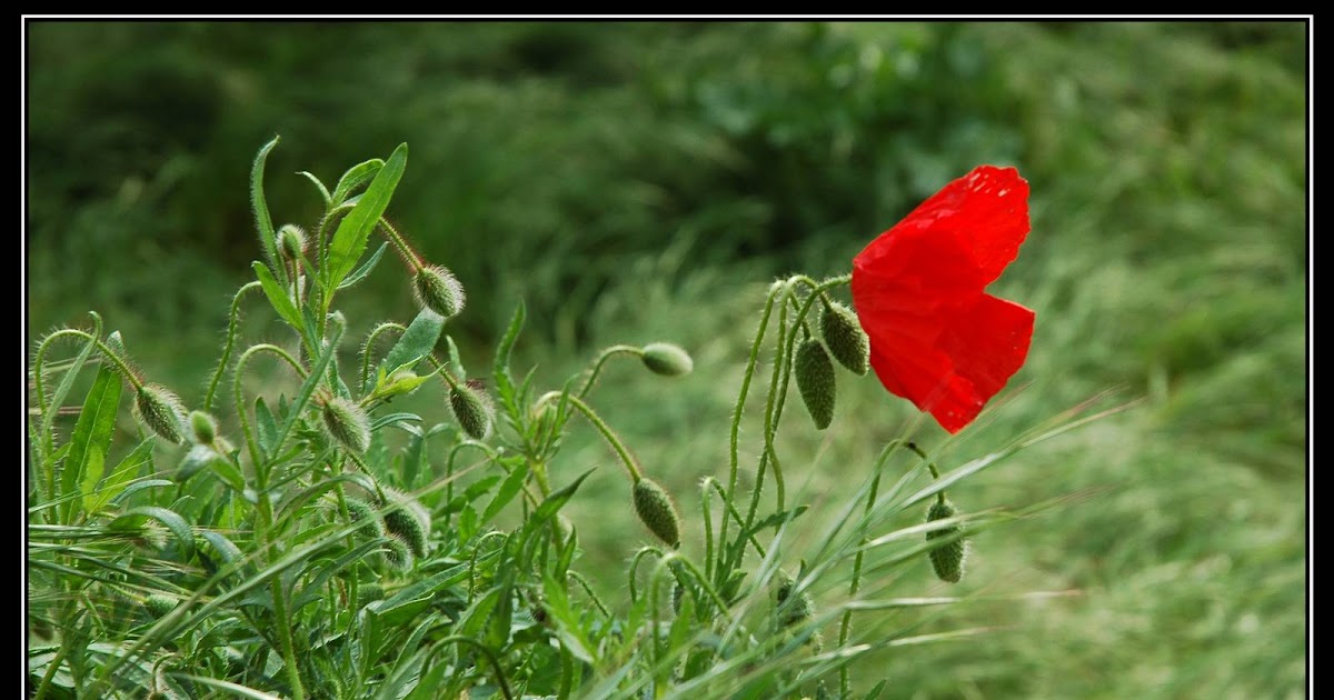 El Hayedo de Lamia ¿Amapola o ababol?