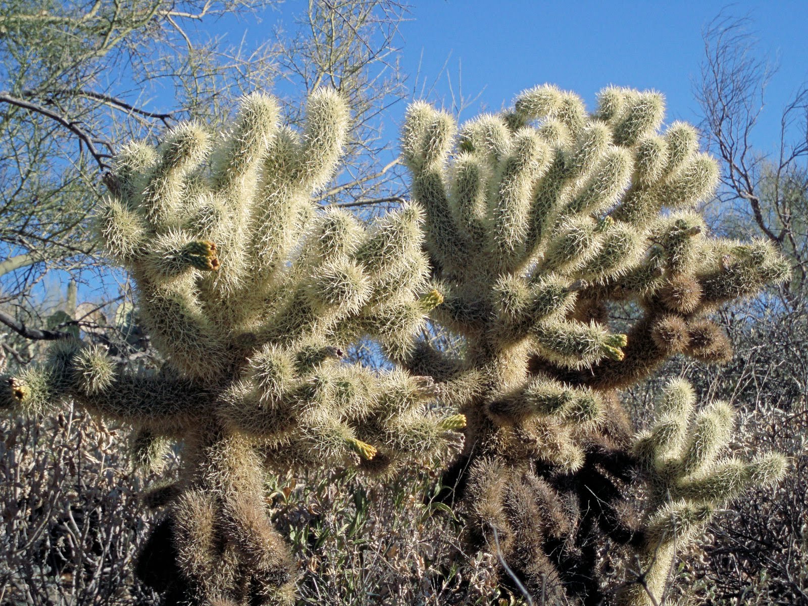 Cactus pictures Teddy Bear Cholla (Opuntia bigelovii)