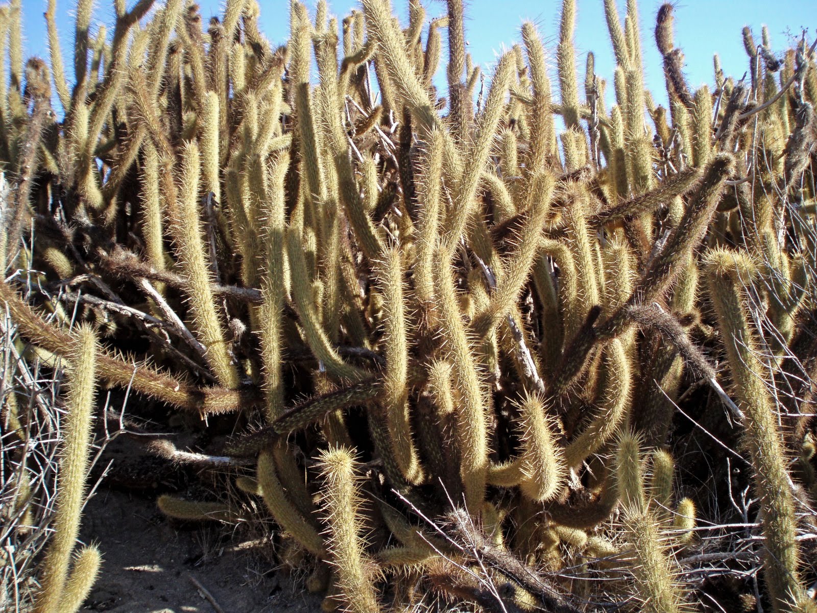 Cactus pictures Golden Torch, Velvet Cactus, or Goldenspined Cereus