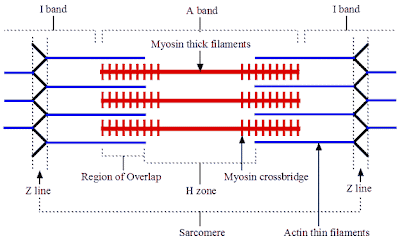 human biology online lab sliding filament theory contraction sliding filament model