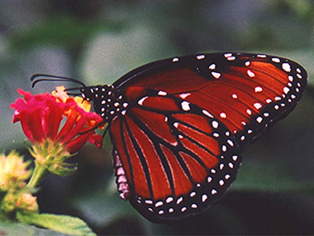[butterfly2.jpg]