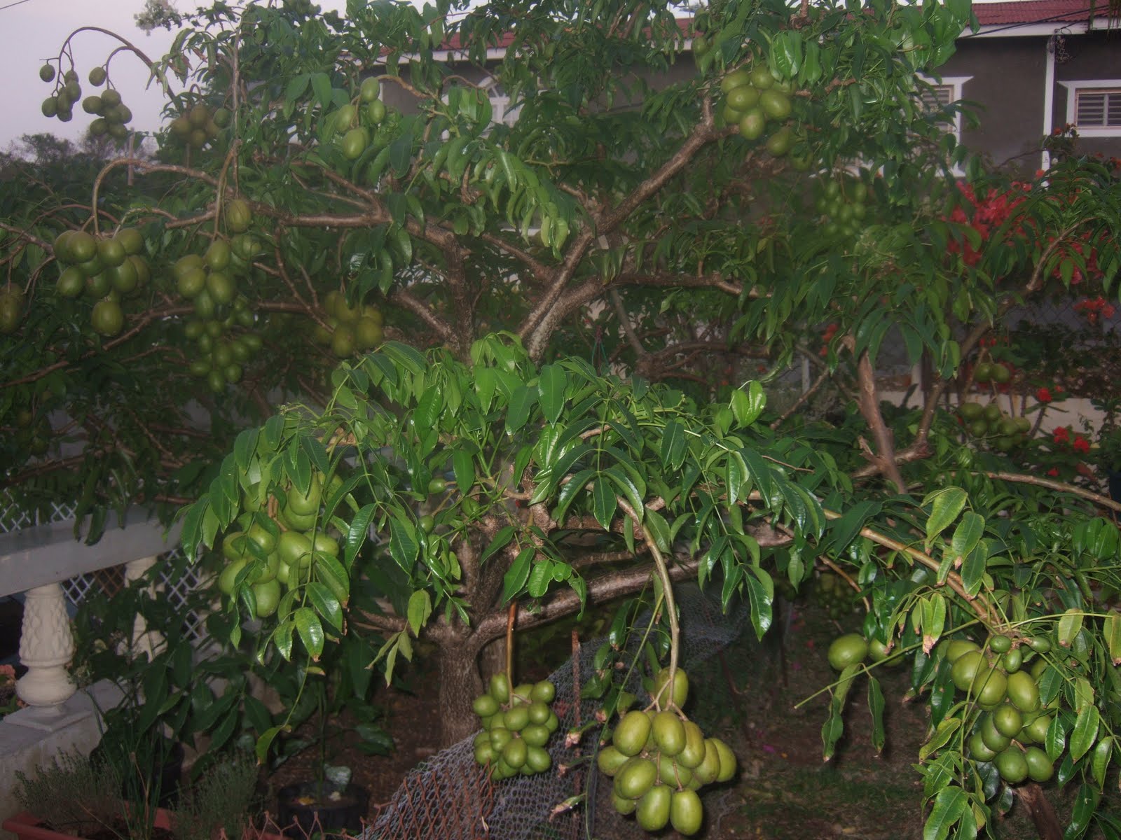 berberberbanya | Just another Ibong Adarna site