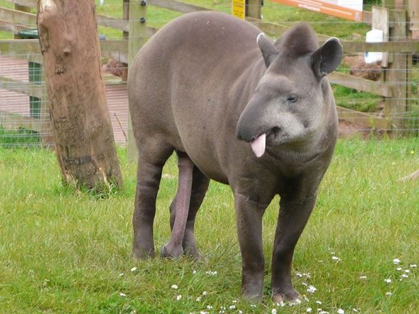Strangest And Weirdest Animals-Faces