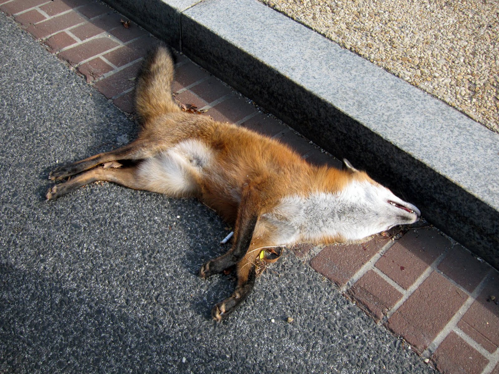 Dead Fox Pics