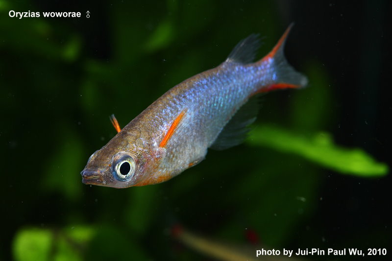 Oryzias Woworae