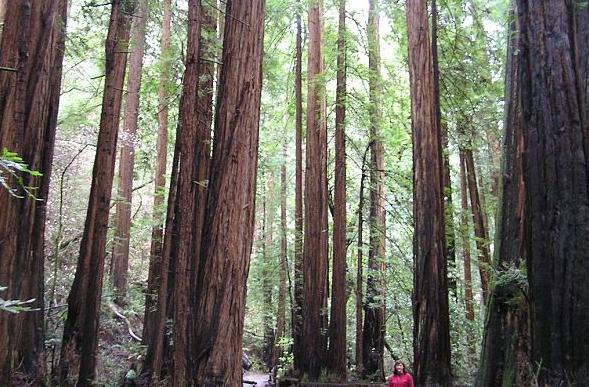 [muirwoods.JPG]