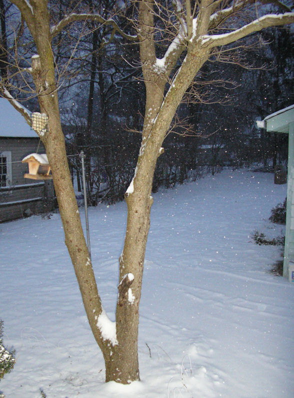 [snow.jpg]
