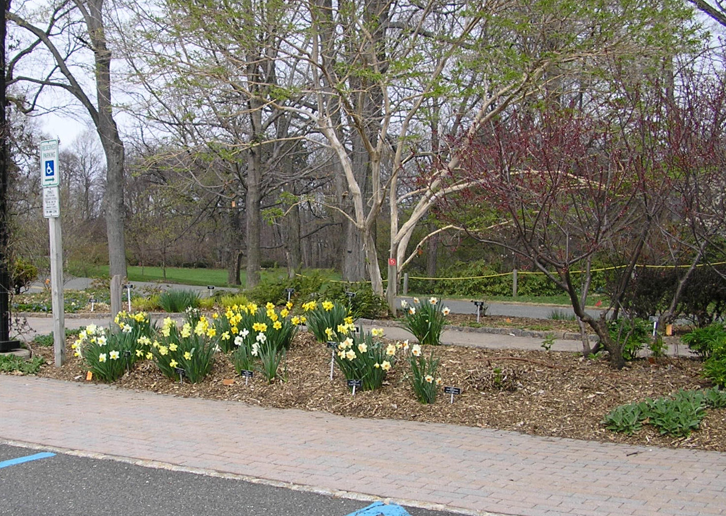 [daffs.jpg]
