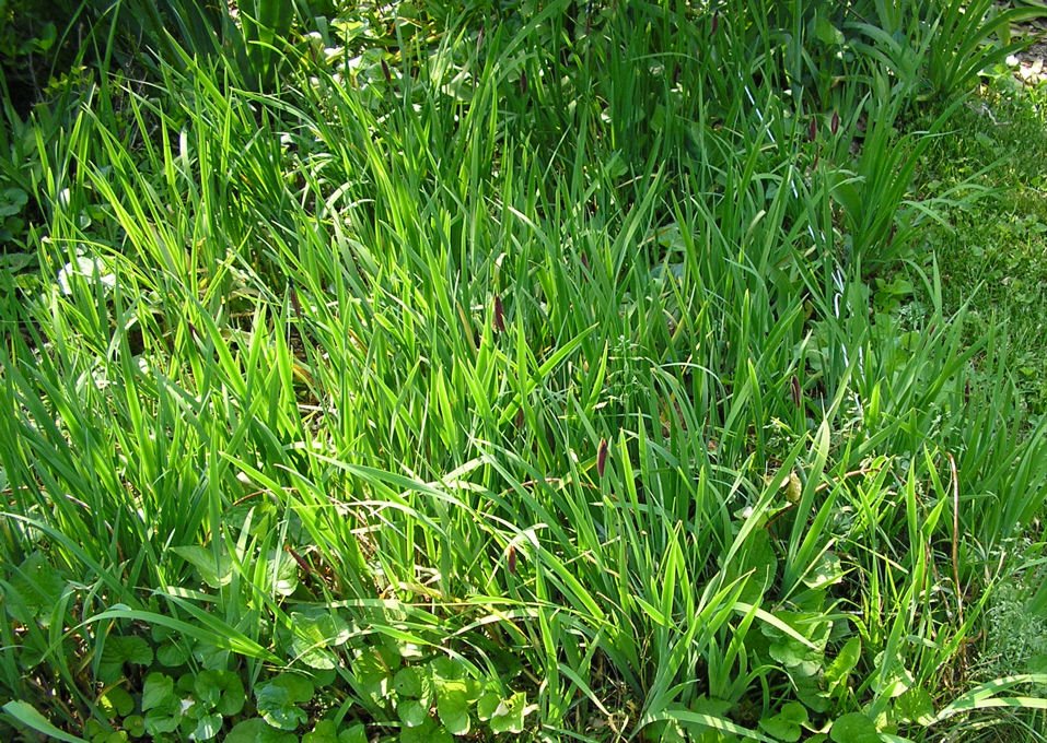 [iris.jpg]