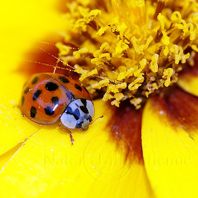 Harmonia Axiridis