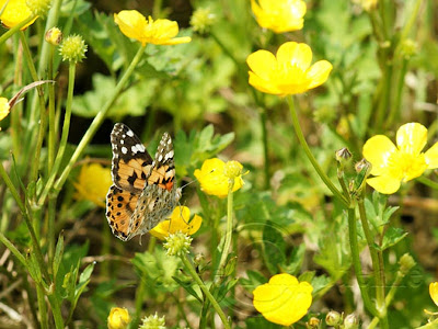 Vanessa Cardui, la Belle dame