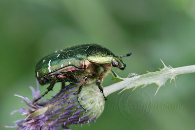 Cétoine cuivrée, Cetonia cuprea