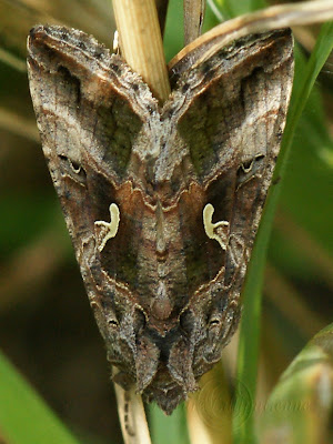 Autographa gamma