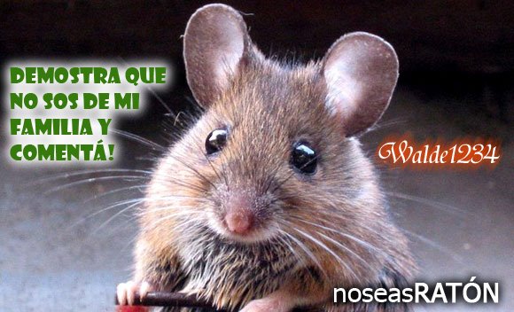 libre libre