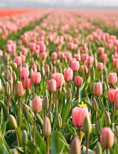 Camp de tulipes