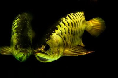 Ikan Kelisa