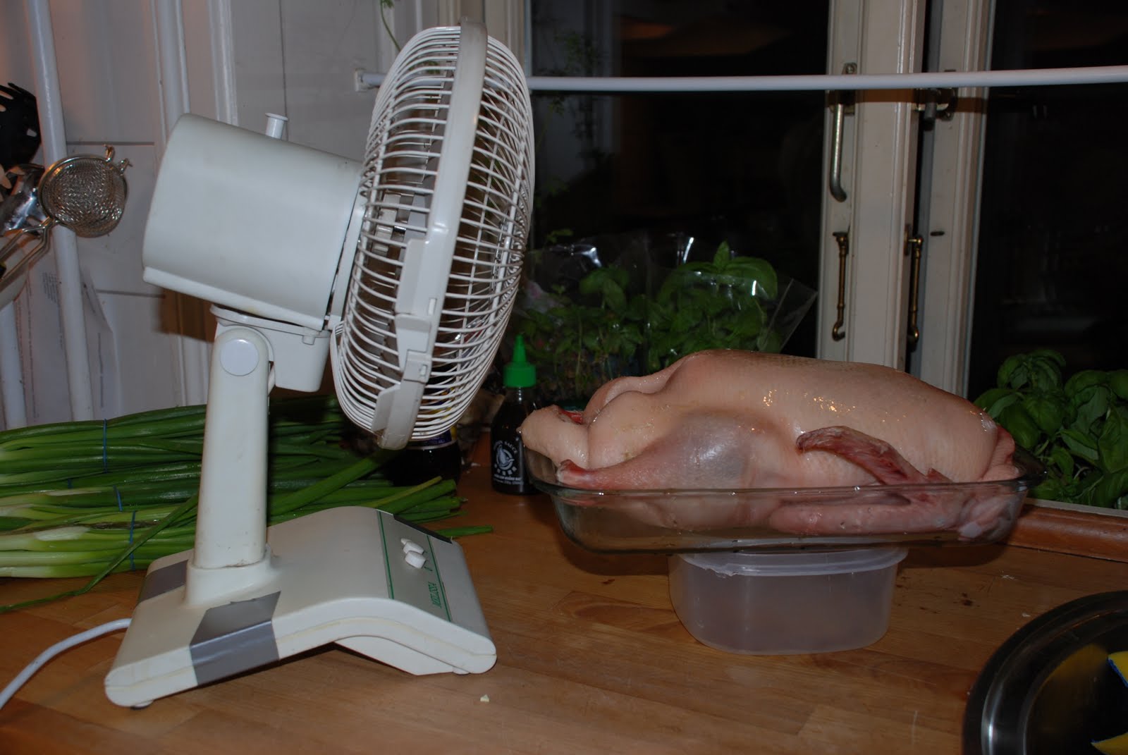 [Blowdried+duck.JPG]