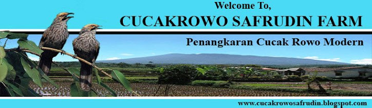 Welcome To Cucak Rowo Breeding